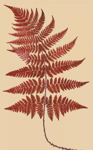 Broad Buckler Fern White Modern Wood Framed Art Print with Double Matting by Heath, Francis George