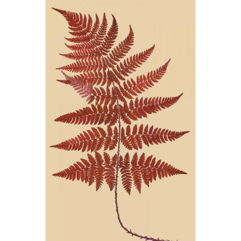 Broad Buckler Fern Gold Ornate Wood Framed Art Print with Double Matting by Heath, Francis George