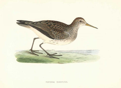 Pectoral Sandpiper White Modern Wood Framed Art Print with Double Matting by Morris, Rev FO