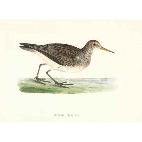 Pectoral Sandpiper Gold Ornate Wood Framed Art Print with Double Matting by Morris, Rev FO