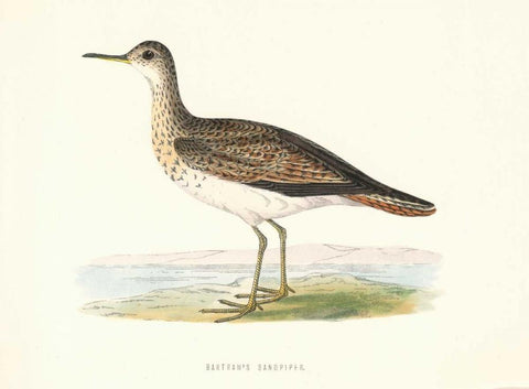 Bartrams Sandpiper Black Ornate Wood Framed Art Print with Double Matting by Morris, Rev FO