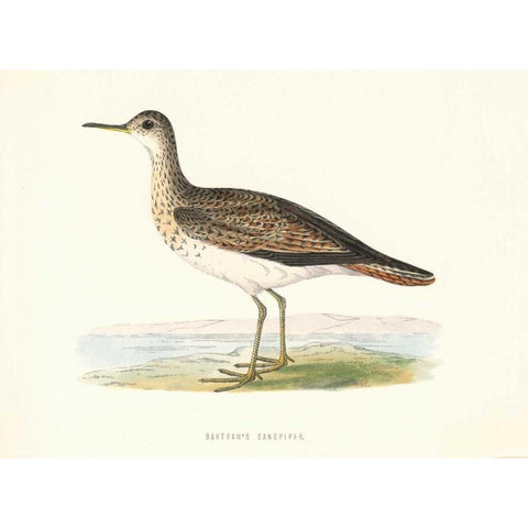 Bartrams Sandpiper Black Modern Wood Framed Art Print with Double Matting by Morris, Rev FO