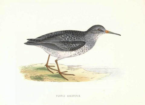 Purple Sandpiper Black Ornate Wood Framed Art Print with Double Matting by Morris, Rev FO