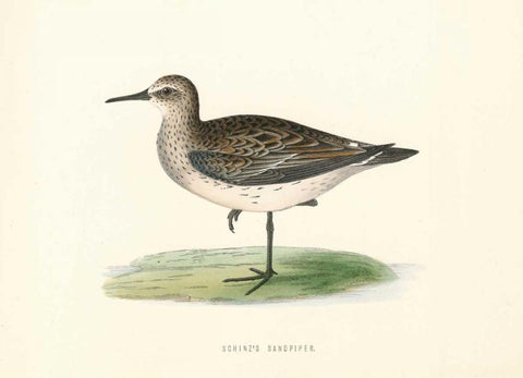 Schinzs Sandpiper Black Ornate Wood Framed Art Print with Double Matting by Morris, Rev FO
