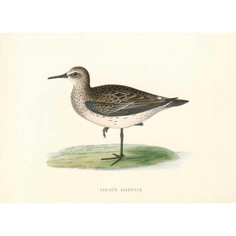 Schinzs Sandpiper Black Modern Wood Framed Art Print with Double Matting by Morris, Rev FO