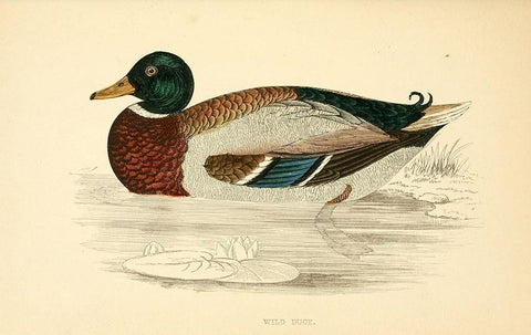 Wild Duck Black Ornate Wood Framed Art Print with Double Matting by Morris, Rev FO