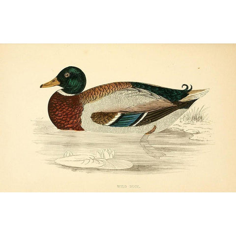 Wild Duck Gold Ornate Wood Framed Art Print with Double Matting by Morris, Rev FO