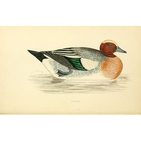 Wigeon Gold Ornate Wood Framed Art Print with Double Matting by Morris, Rev FO