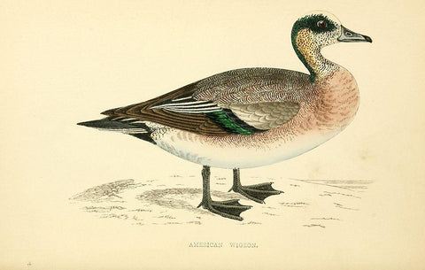American Wigeon Black Ornate Wood Framed Art Print with Double Matting by Morris, Rev FO