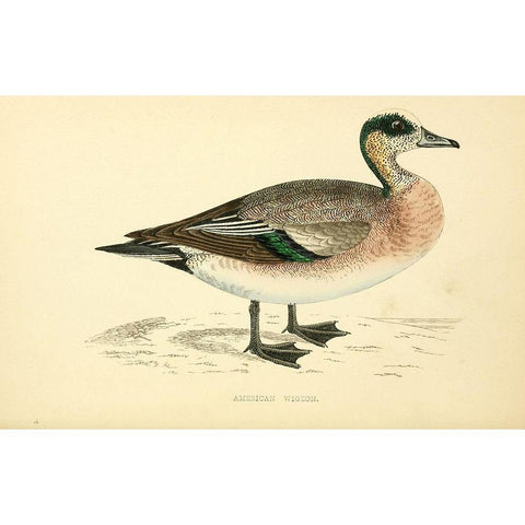 American Wigeon Gold Ornate Wood Framed Art Print with Double Matting by Morris, Rev FO