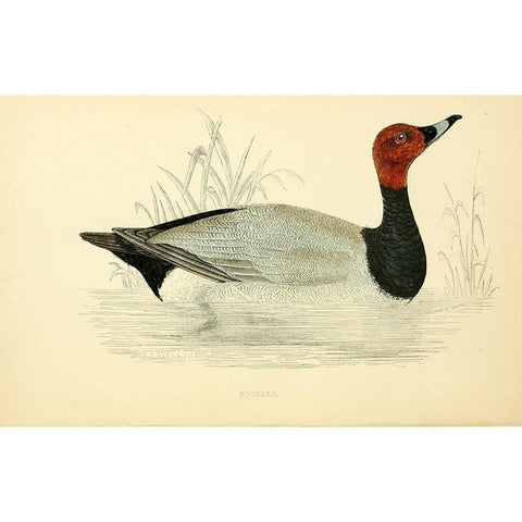 Pochard Gold Ornate Wood Framed Art Print with Double Matting by Morris, Rev FO
