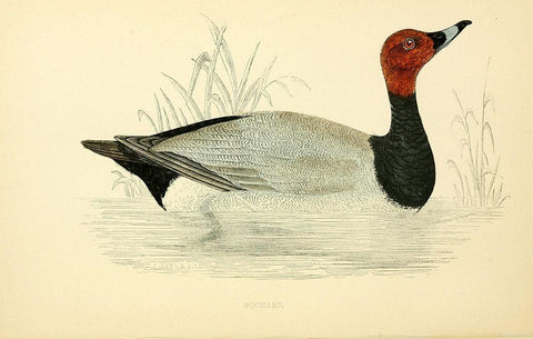 Pochard White Modern Wood Framed Art Print with Double Matting by Morris, Rev FO