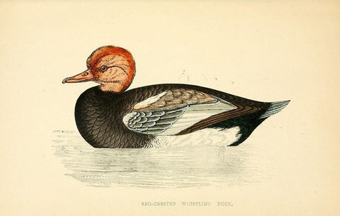 Red Crested Whistling Duck White Modern Wood Framed Art Print with Double Matting by Morris, Rev FO