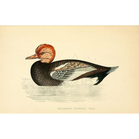 Red Crested Whistling Duck Gold Ornate Wood Framed Art Print with Double Matting by Morris, Rev FO