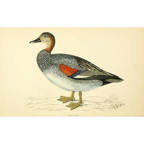 Gadwall White Modern Wood Framed Art Print by Morris, Rev FO