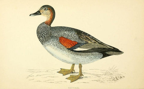 Gadwall Black Ornate Wood Framed Art Print with Double Matting by Morris, Rev FO