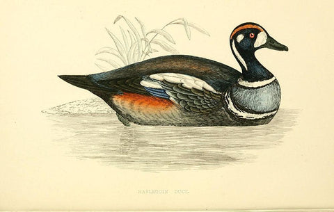 Harlequin Duck White Modern Wood Framed Art Print with Double Matting by Morris, Rev FO