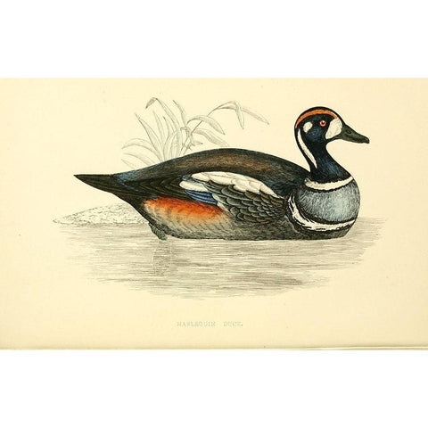 Harlequin Duck Gold Ornate Wood Framed Art Print with Double Matting by Morris, Rev FO