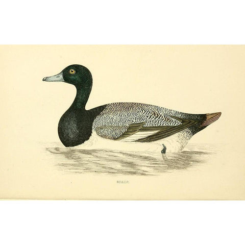 Scaup Gold Ornate Wood Framed Art Print with Double Matting by Morris, Rev FO