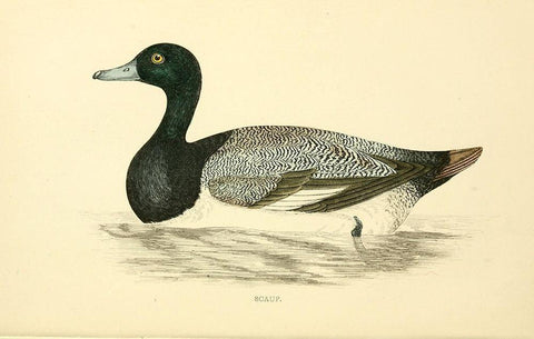 Scaup Black Ornate Wood Framed Art Print with Double Matting by Morris, Rev FO