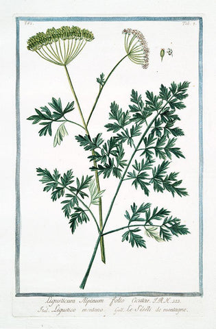 Cow Parsley 1 White Modern Wood Framed Art Print with Double Matting by Bonelli, Giorgio