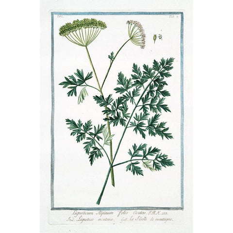 Cow Parsley 1 White Modern Wood Framed Art Print by Bonelli, Giorgio