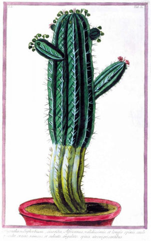 Cactus, Tithymalus White Modern Wood Framed Art Print with Double Matting by Bonelli, Giorgio