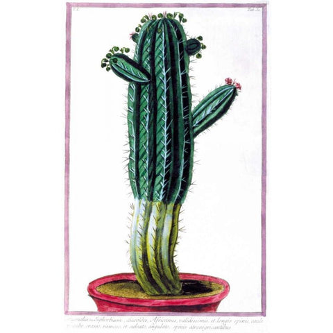 Cactus, Tithymalus Gold Ornate Wood Framed Art Print with Double Matting by Bonelli, Giorgio