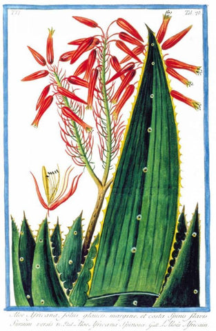 Aloe Africana White Modern Wood Framed Art Print with Double Matting by Bonelli, Giorgio