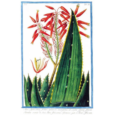 Aloe Africana Gold Ornate Wood Framed Art Print with Double Matting by Bonelli, Giorgio