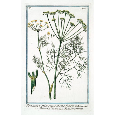 Cow Parsley 2 Black Modern Wood Framed Art Print with Double Matting by Bonelli, Giorgio