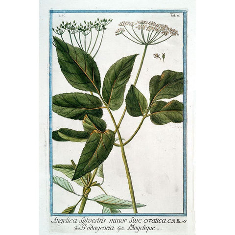 Cow Parsley 3 White Modern Wood Framed Art Print by Bonelli, Giorgio