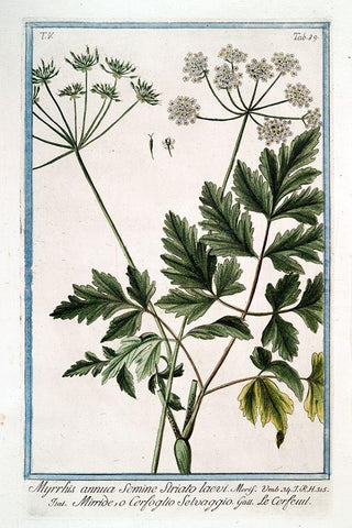 Cow Parsley 4 Black Ornate Wood Framed Art Print with Double Matting by Bonelli, Giorgio