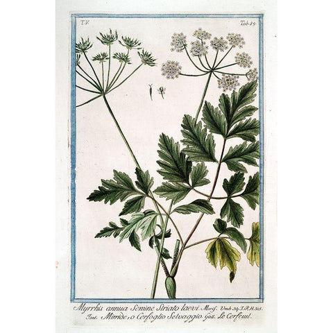 Cow Parsley 4 Black Modern Wood Framed Art Print with Double Matting by Bonelli, Giorgio