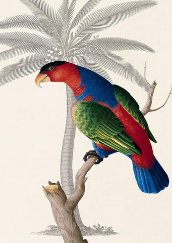 Palm/Lory Parrot Black Ornate Wood Framed Art Print with Double Matting by Ehret-De Bevere