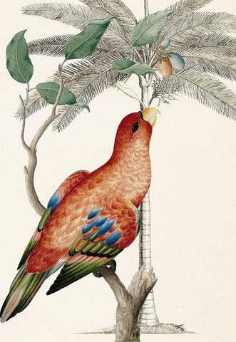 Palm/Lory Parrot White Modern Wood Framed Art Print with Double Matting by Ehret-De Bevere