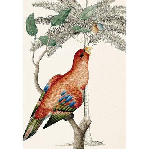 Palm/Lory Parrot Gold Ornate Wood Framed Art Print with Double Matting by Ehret-De Bevere
