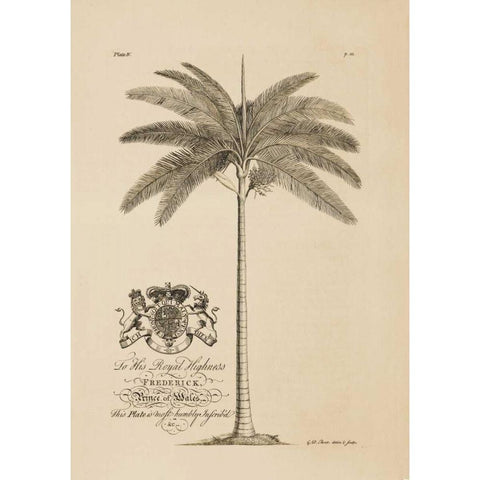King Palm Gold Ornate Wood Framed Art Print with Double Matting by Ehret, Georg