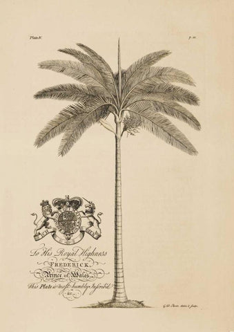 King Palm Black Ornate Wood Framed Art Print with Double Matting by Ehret, Georg
