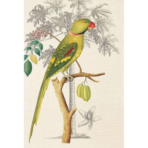 Palm/Parakeet Gold Ornate Wood Framed Art Print with Double Matting by Ehret-De Bevere