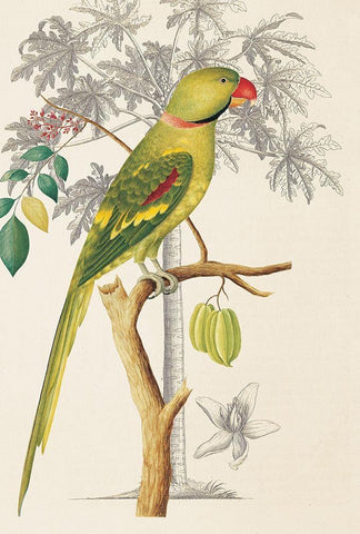 Palm/Parakeet Black Ornate Wood Framed Art Print with Double Matting by Ehret-De Bevere