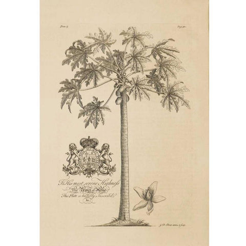 Papaya Tree Gold Ornate Wood Framed Art Print with Double Matting by Ehret, Georg