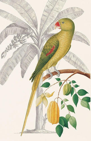 Palm/Parakeet Black Ornate Wood Framed Art Print with Double Matting by Ehret-De Bevere