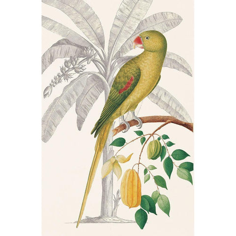 Palm/Parakeet White Modern Wood Framed Art Print by Ehret-De Bevere