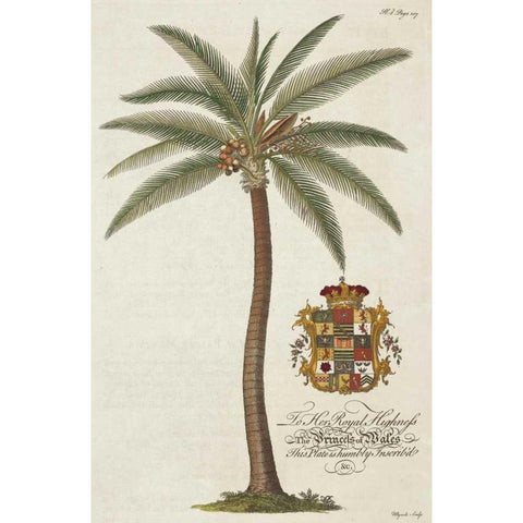 Coconut Palm Gold Ornate Wood Framed Art Print with Double Matting by Ehret, Georg