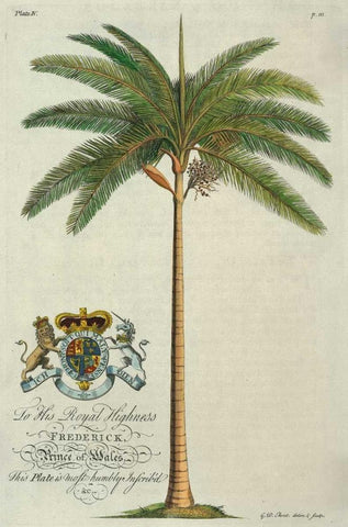 King Palm White Modern Wood Framed Art Print with Double Matting by Ehret, Georg