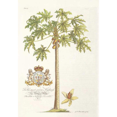 Papaya Tree White Modern Wood Framed Art Print by Ehret, Georg