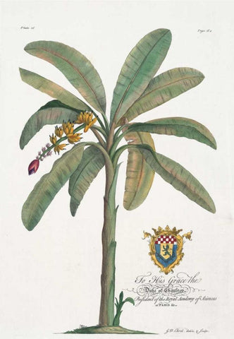 Banana Tree Black Ornate Wood Framed Art Print with Double Matting by Ehret, Georg