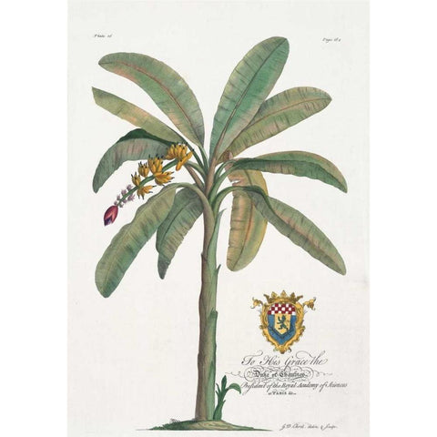 Banana Tree Gold Ornate Wood Framed Art Print with Double Matting by Ehret, Georg