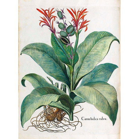 Canna Indica Gold Ornate Wood Framed Art Print with Double Matting by Besler, Basilius